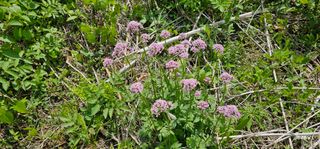 해오름달님의 자유주제 · 자유게시판 작성글 사진