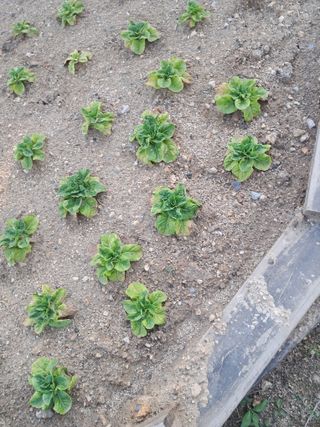 전희분님의 농사, 무엇이든 물어보세요! · 참여글 작성글 사진