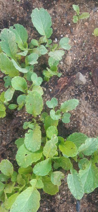 양승숙 (承光)님의 자유주제 · 자유게시판 작성글 사진