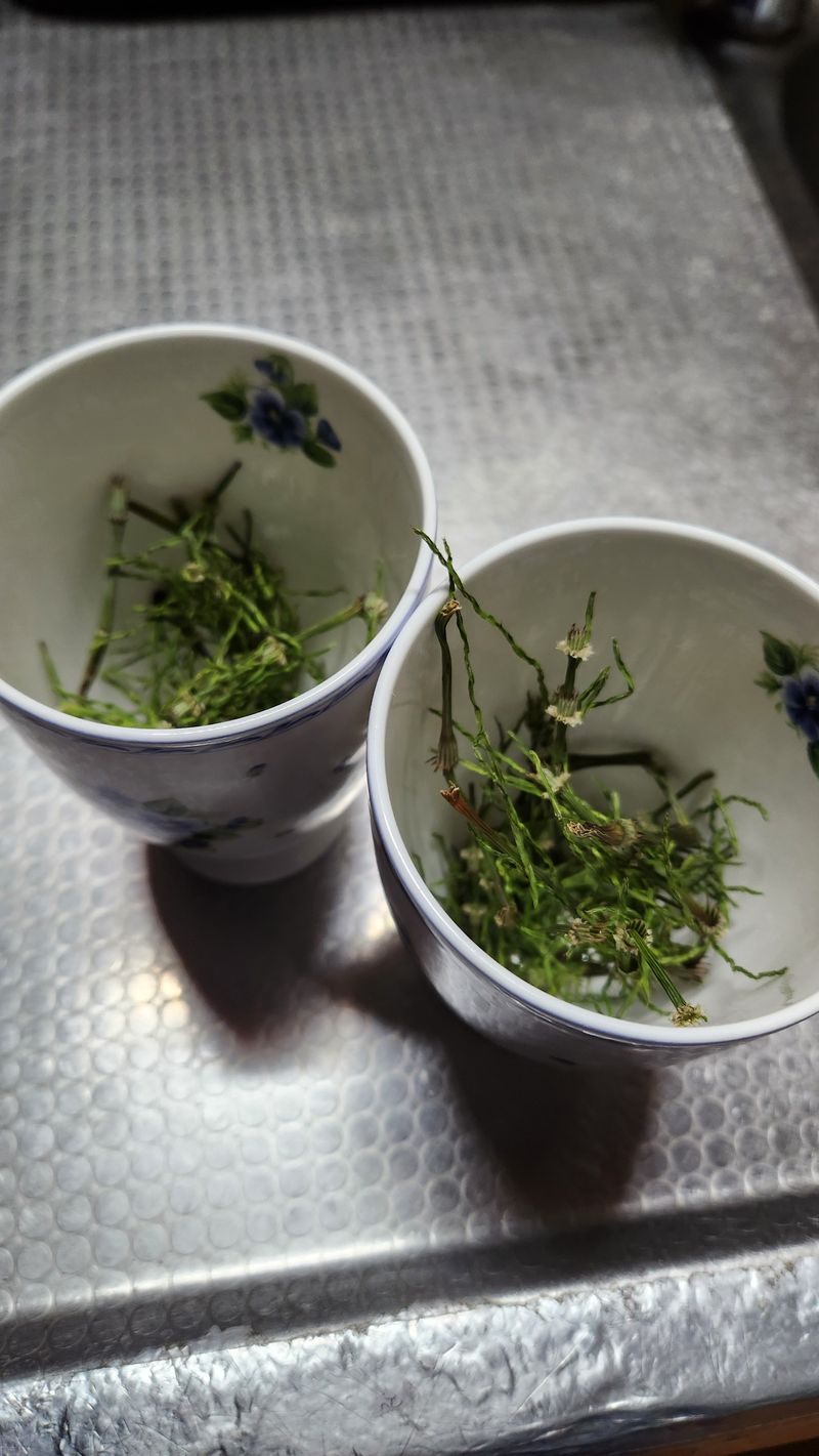 조한솔님의 장터 판매 상품 [명품 건조 쇠뜨기(차용) 200g] 첨부 사진