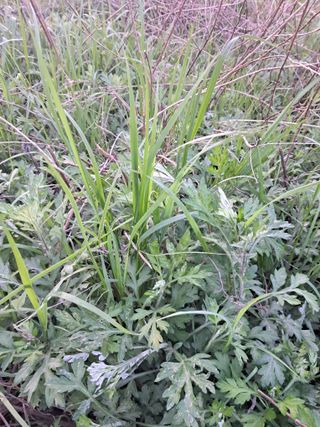 고산국토사랑풀뽑기님의 자유주제 · 자유게시판 작성글 사진