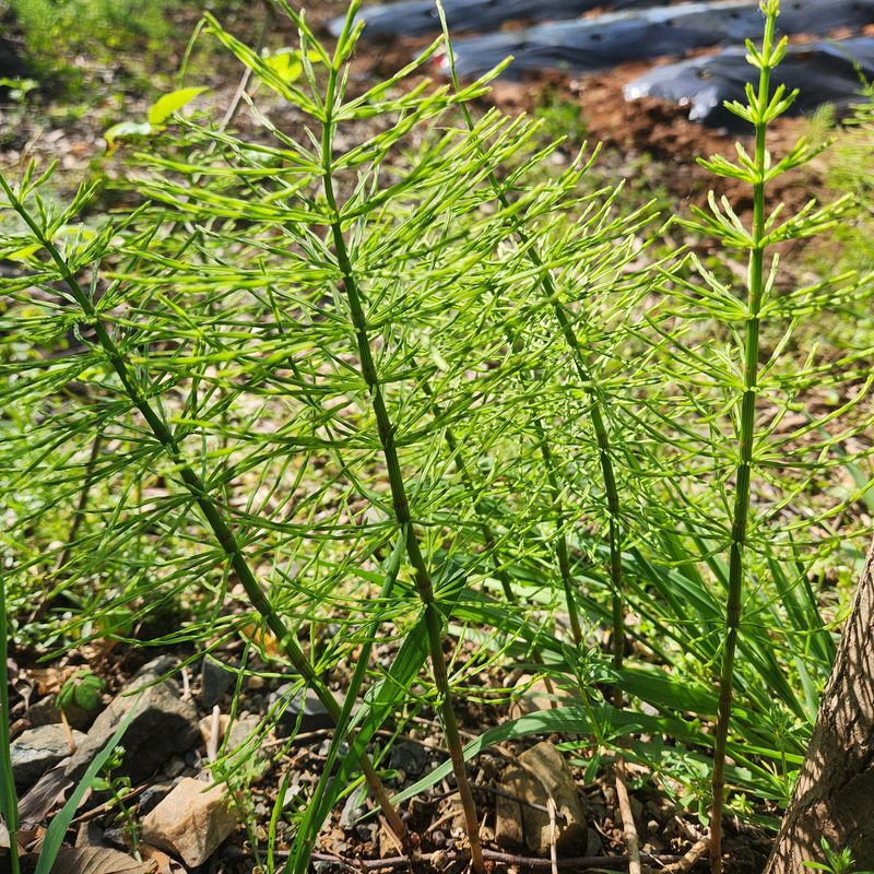 조한솔님의 장터 판매 상품 [명품 건조 쇠뜨기(차용) 200g] 첨부 사진