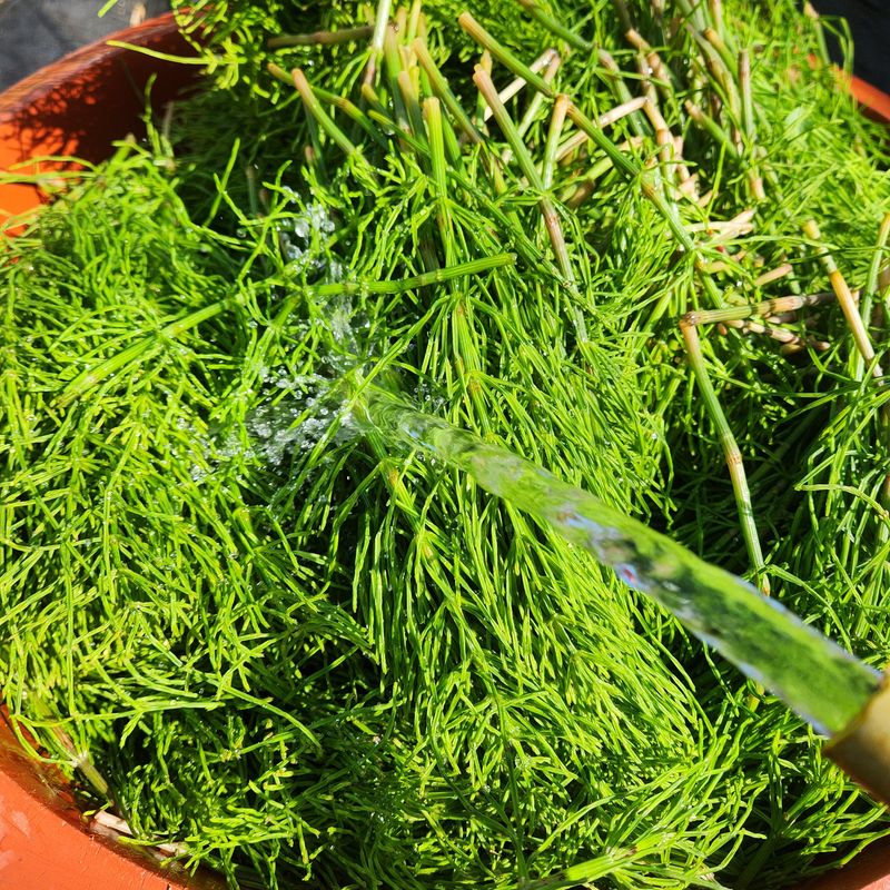 조한솔님의 장터 판매 상품 [명품 건조 쇠뜨기(차용) 200g] 첨부 사진