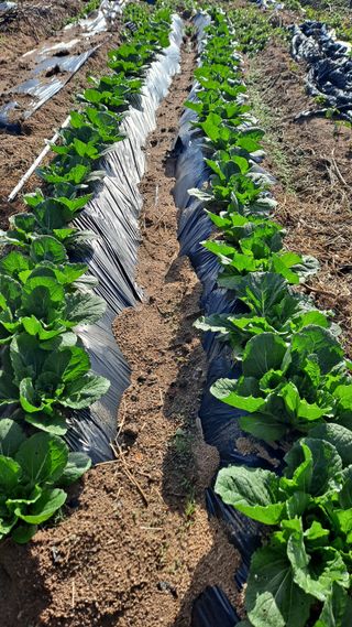 MSG0074님의 자유주제 · 자유게시판 작성글 사진