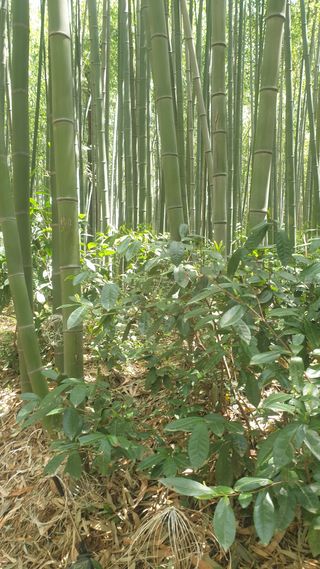 마늘양파참님의 자유주제 · 자유게시판 작성글 사진