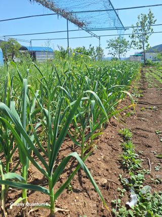 예언자님의 농사, 무엇이든 물어보세요! · 참여글 작성글 사진