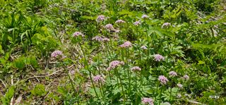 해오름달님의 자유주제 · 자유게시판 작성글 사진