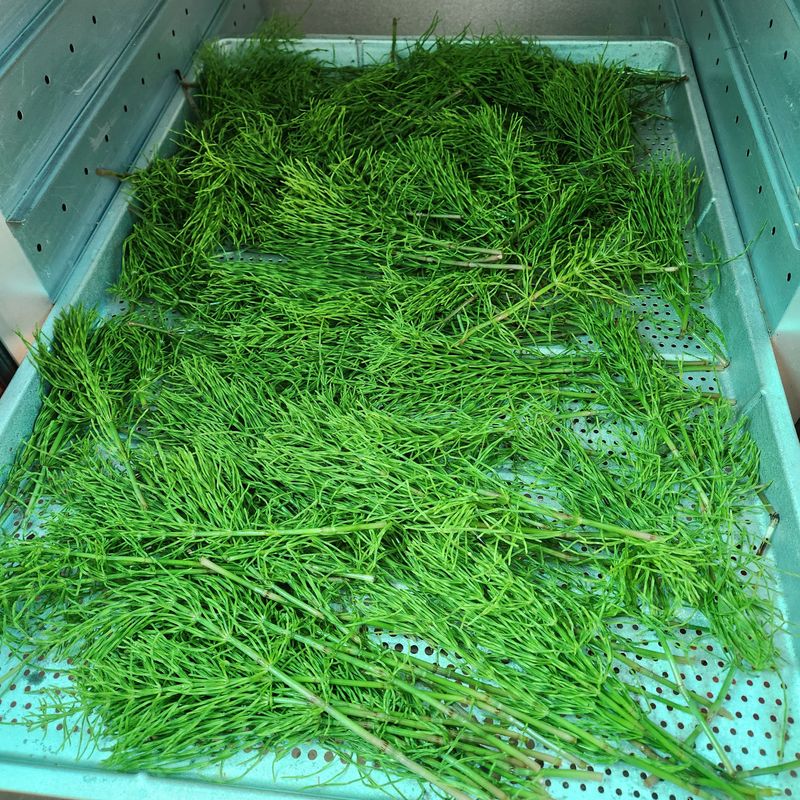 조한솔님의 장터 판매 상품 [명품 건조 쇠뜨기(차용) 200g] 첨부 사진