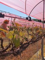 팜모닝 자유주제·자유게시판 게시글 이미지