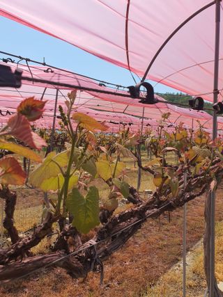 소백산단산포도이종석님의 자유주제 · 자유게시판 작성글 사진