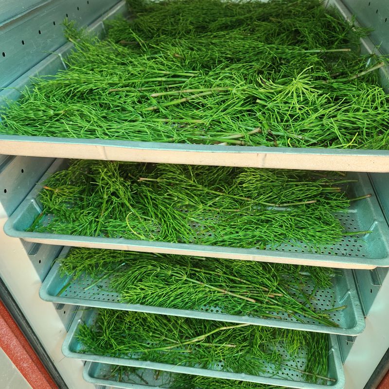 조한솔님의 장터 판매 상품 [명품 건조 쇠뜨기(차용) 200g] 첨부 사진