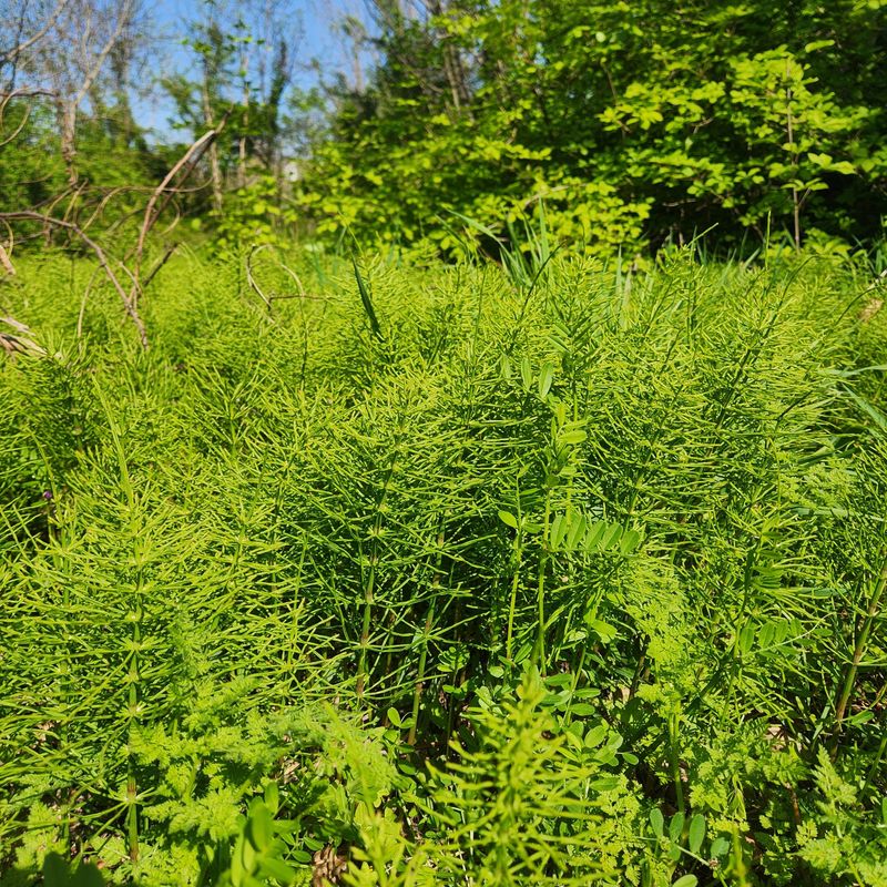 조한솔님의 장터 판매 상품 [명품 건조 쇠뜨기(차용) 200g] 첨부 사진
