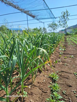 예언자님의 농사, 무엇이든 물어보세요! · 참여글 작성글 사진