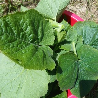 산성골농장님의 자유주제 · 자유게시판 작성글 사진