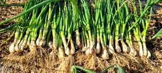 심기섭님의 자유주제 · 자유게시판 작성글 사진