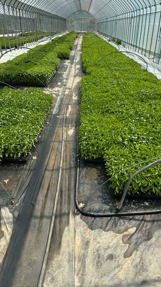 왕코네농장님의 자유주제 · 자유게시판 작성글 사진