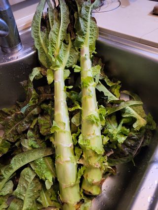 원빈님의 자유주제 · 자유게시판 작성글 사진