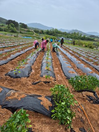 김영진(전남영광)님의 자유주제 · 자유게시판 작성글 사진