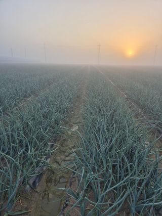 송광만님의 양파 · 자유게시판 작성글 사진