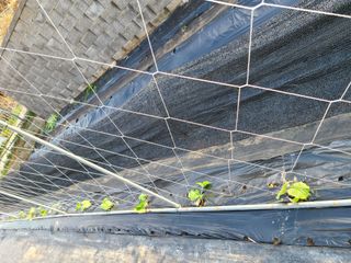 이박농장님의 자유주제 · 자유게시판 작성글 사진