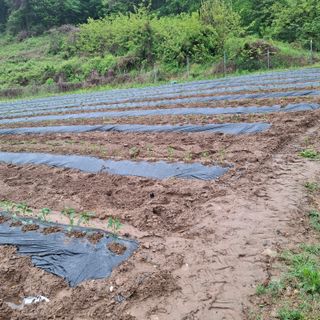 오영도님의 자유주제 · 자유게시판 작성글 사진