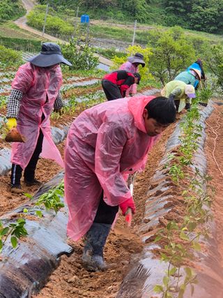 김영진(전남영광)님의 자유주제 · 자유게시판 작성글 사진
