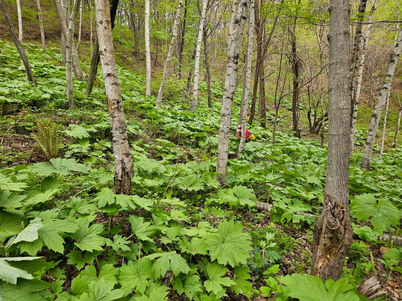 김시헌 님의 장터 판매 상품 [병풍취나물 1k] 첨부 사진