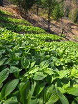 팜모닝 자유주제·자유게시판 게시글 이미지