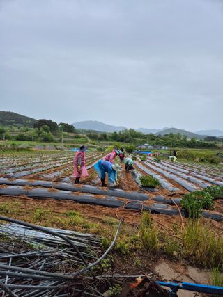김영진(전남영광)님의 자유주제 · 자유게시판 작성글 사진