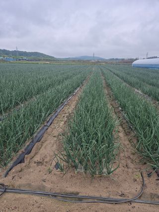 송광만님의 양파 · 자유게시판 작성글 사진