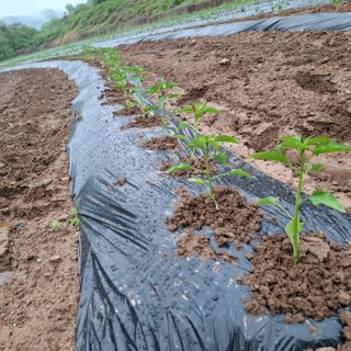 오영도님의 자유주제 · 자유게시판 작성글 사진
