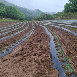 오영도님의 자유주제 · 자유게시판 작성글 사진