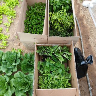 초보텃밭님의 자유주제 · 자유게시판 작성글 사진