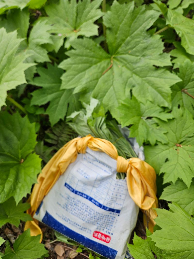 김시헌 님의 장터 판매 상품 [병풍취나물 1k] 첨부 사진