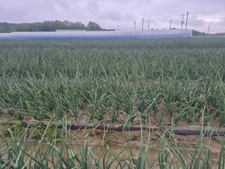 송광만님의 양파 · 자유게시판 작성글 사진