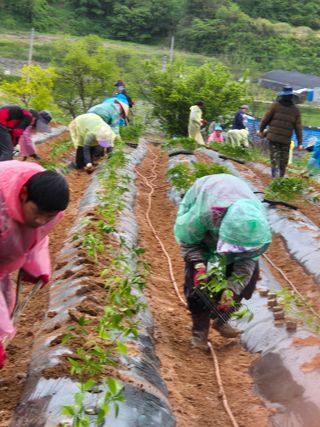 김영진(전남영광)님의 자유주제 · 자유게시판 작성글 사진