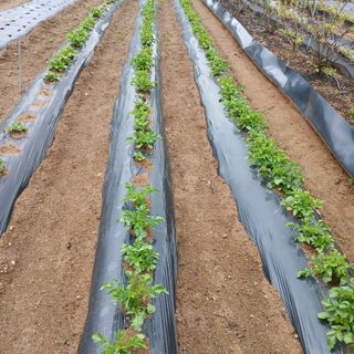 초보텃밭님의 자유주제 · 자유게시판 작성글 사진