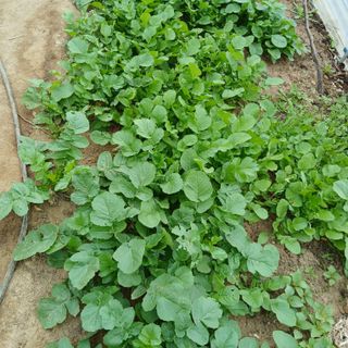 초보텃밭님의 자유주제 · 자유게시판 작성글 사진