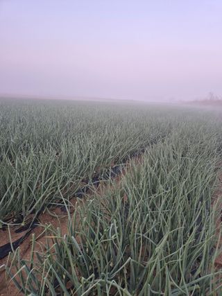 송광만님의 양파 · 자유게시판 작성글 사진