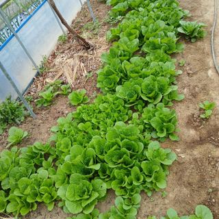 초보텃밭님의 자유주제 · 자유게시판 작성글 사진