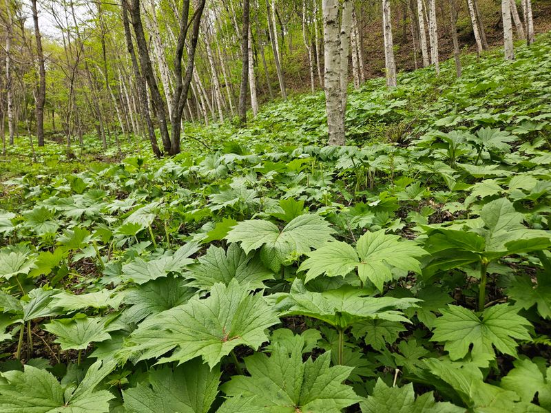 김시헌 님의 장터 판매 상품 [병풍취나물 1k] 첨부 사진
