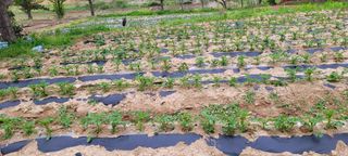 한성님의 자유주제 · 자유게시판 작성글 사진