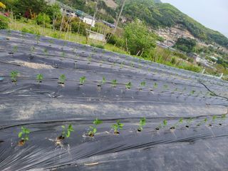 이박농장님의 자유주제 · 자유게시판 작성글 사진