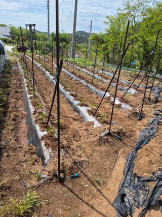 허굴산농장님의 자유주제 · 자유게시판 작성글 사진