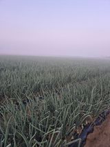 팜모닝 양파·자유게시판 게시글 이미지