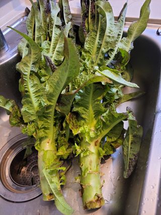 원빈님의 자유주제 · 자유게시판 작성글 사진