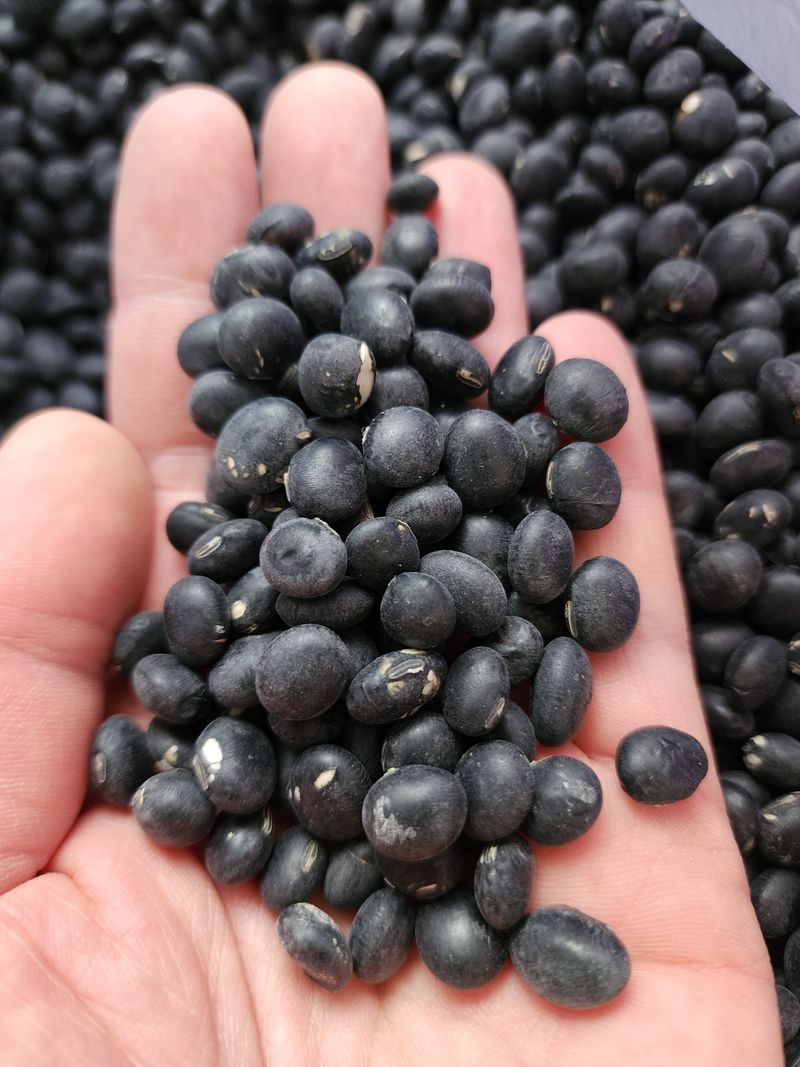 농부 임성훈님의 장터 판매 상품 [서리태 1kg] 첨부 사진