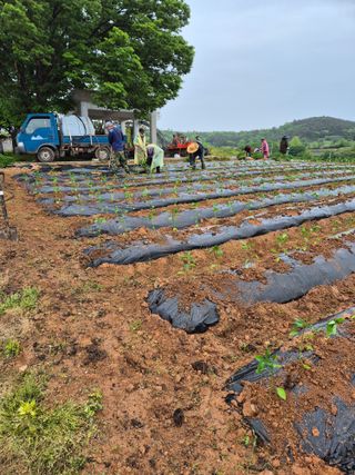 김영진(전남영광)님의 자유주제 · 자유게시판 작성글 사진