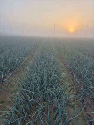 송광만님의 양파 · 자유게시판 작성글 사진