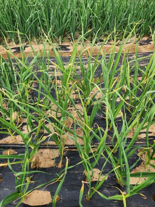 부여최대감님의 자유주제 · 자유게시판 작성글 사진